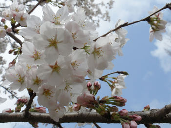 桜 2011.jpg