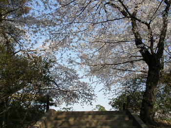 桜の空.jpg